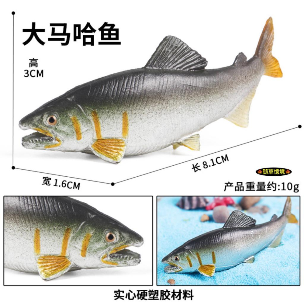 （高品質畫工）仿真 鮭魚 大馬哈魚 大嘴鱸魚 金槍魚 鯛魚 牛港鰺 魚類 魚缸造景 玩具 益智 模型 SPG-細節圖8
