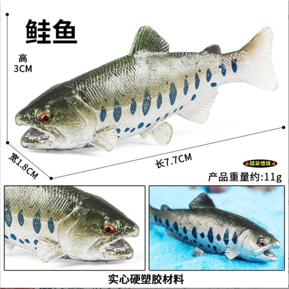 （高品質畫工）仿真 鮭魚 大馬哈魚 大嘴鱸魚 金槍魚 鯛魚 牛港鰺 魚類 魚缸造景 玩具 益智 模型 SPG-細節圖9
