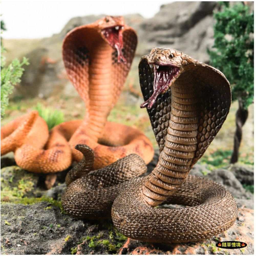 （2款高品質畫工）仿真 眼鏡蛇 蛇王 爬行 蛇 冷血動物 軟骨 動物模型 野生動物 兒童玩具 益智 公仔 SPG-細節圖2
