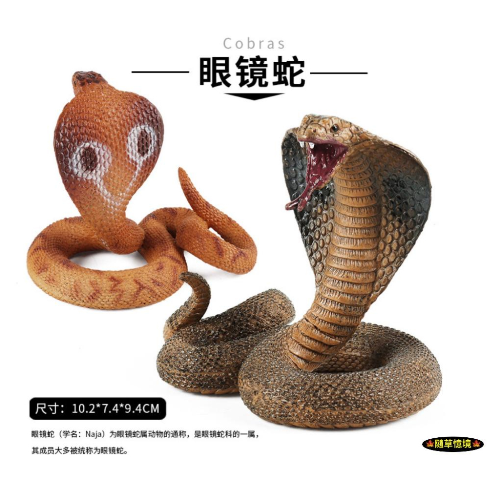 （2款高品質畫工）仿真 眼鏡蛇 蛇王 爬行 蛇 冷血動物 軟骨 動物模型 野生動物 兒童玩具 益智 公仔 SPG-細節圖6
