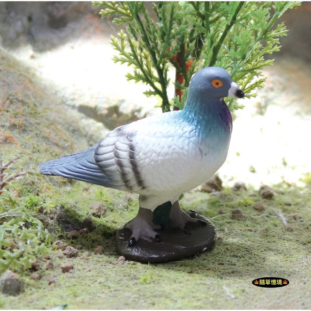 （3色款高品質畫工）仿真 鴿子 賽鴿 信鴿 白鴿 廣場鴿子 早教動物 鳥類 鳥 野生動物 兒童 益智 模型 SPG-細節圖2