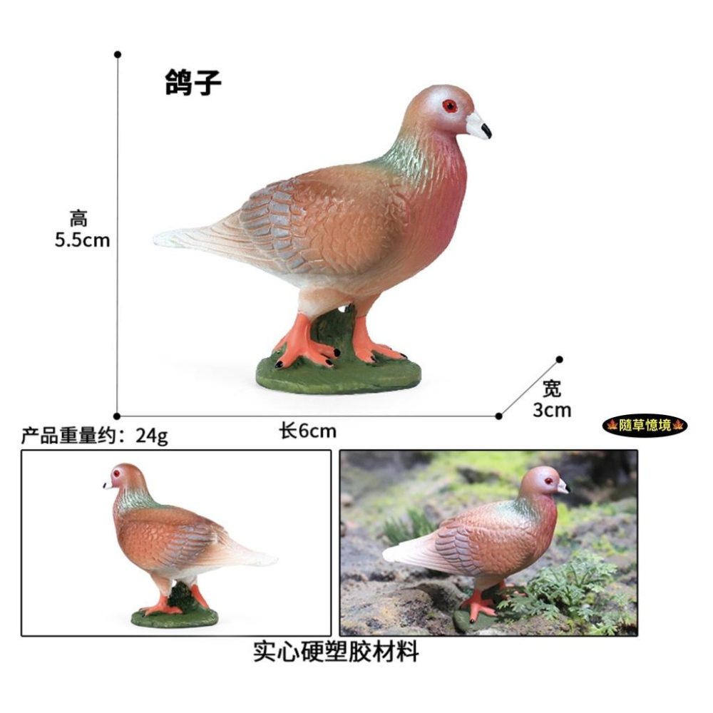 （3色款高品質畫工）仿真 鴿子 賽鴿 信鴿 白鴿 廣場鴿子 早教動物 鳥類 鳥 野生動物 兒童 益智 模型 SPG-細節圖5