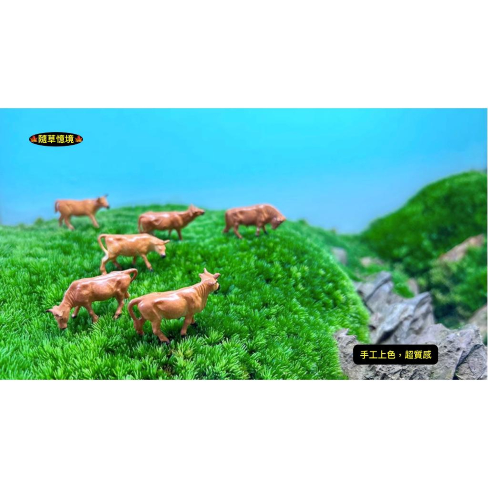 （極小奶牛/黃牛6件套裝）迷你仿真 奶牛 乳牛 黃牛 套裝 牛 牛群 微景觀 生態缸 苔蘚 多肉 花卉 擺件-細節圖7