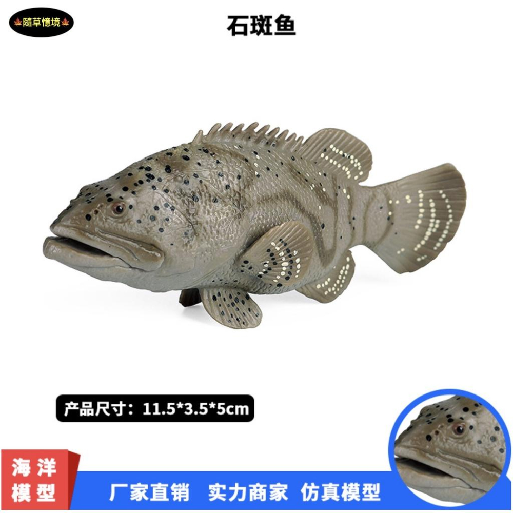 （高品質畫工）仿真 石斑魚 魚 海產 海洋生物 動物模型 野生動物 兒童玩具 兒童科教 認知 益智 spg-細節圖2