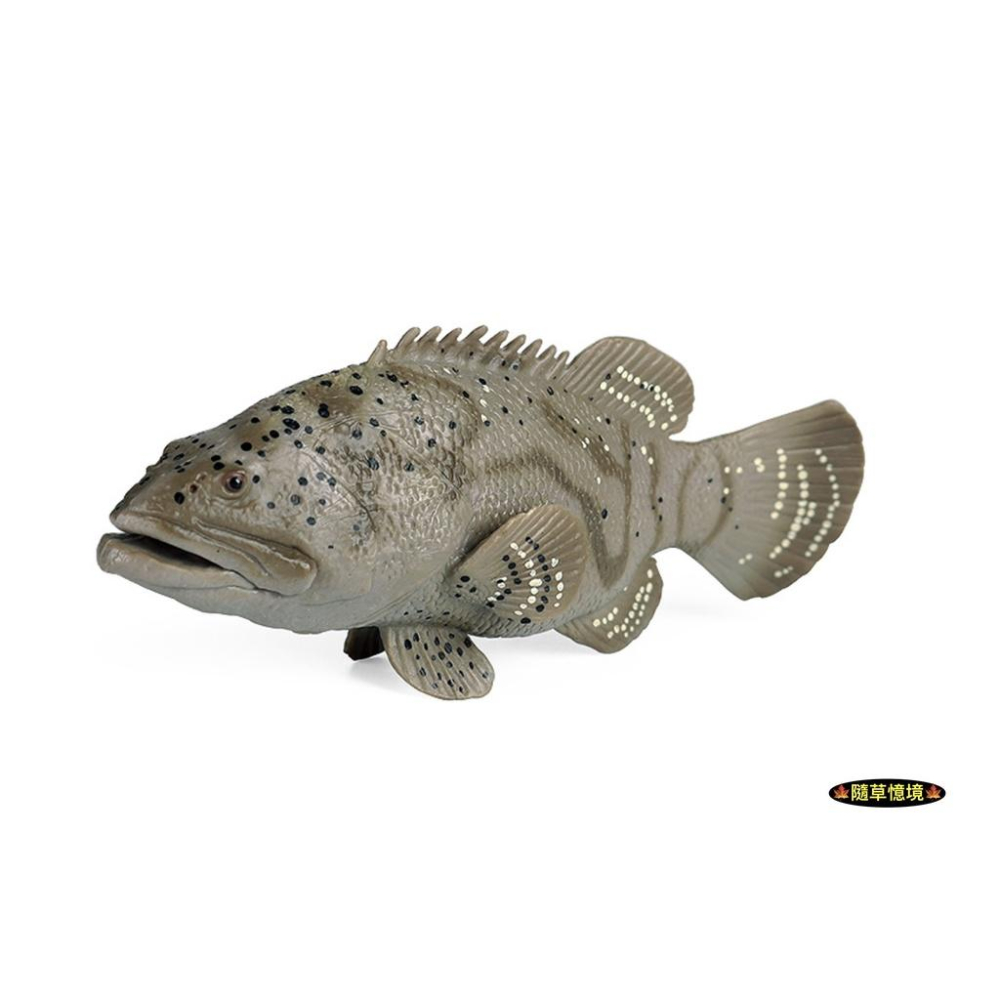 （高品質畫工）仿真 石斑魚 魚 海產 海洋生物 動物模型 野生動物 兒童玩具 兒童科教 認知 益智 spg-細節圖5