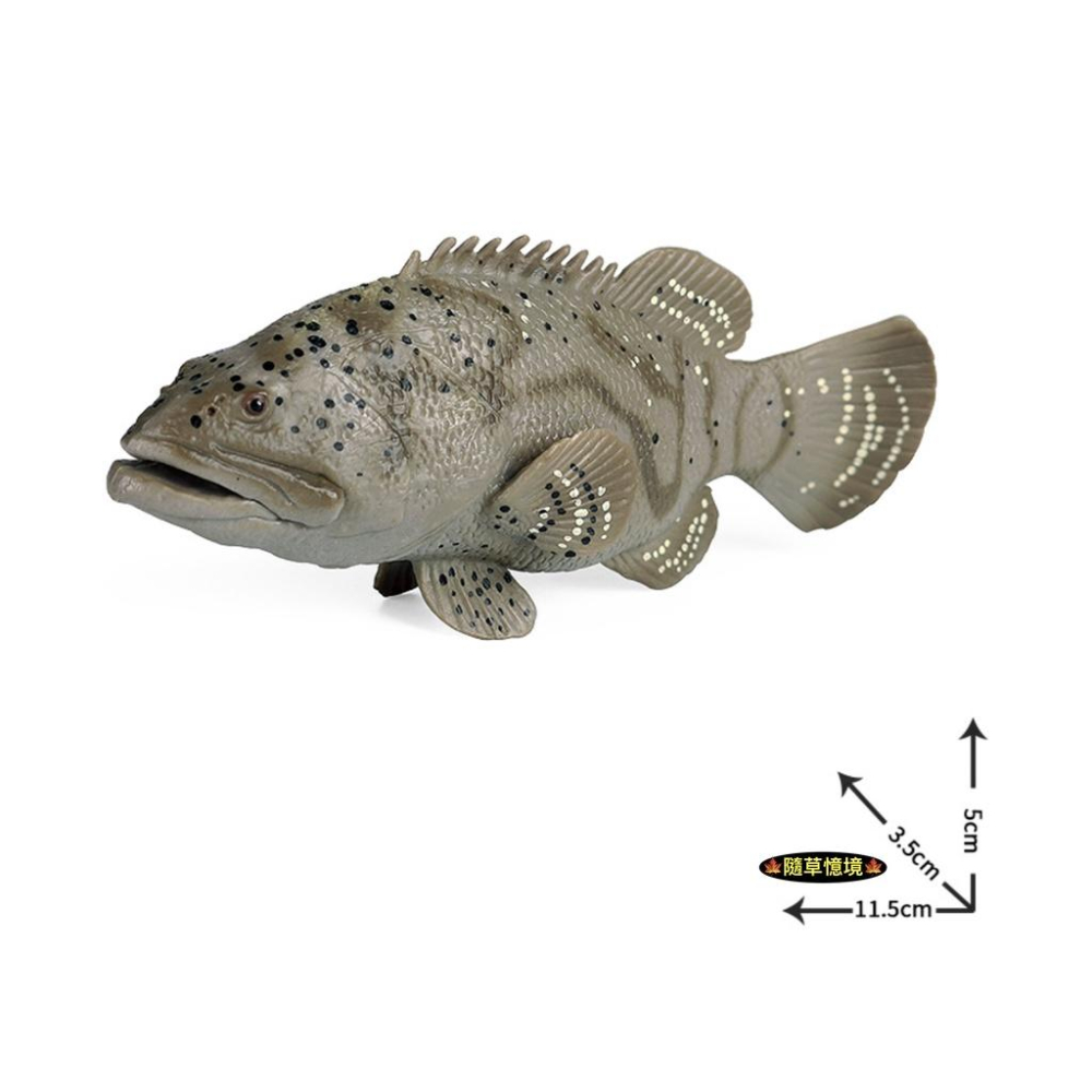 （高品質畫工）仿真 石斑魚 魚 海產 海洋生物 動物模型 野生動物 兒童玩具 兒童科教 認知 益智 spg-細節圖6