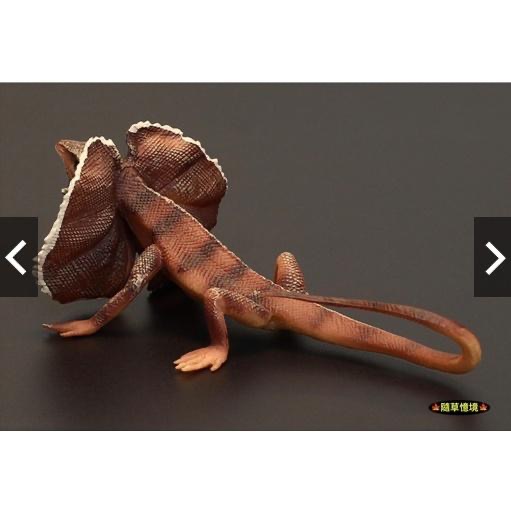 （稀有）SPG 正版 傘蜥蜴 蜥蜴 傘蜥 爬蟲類 仿真 動物模型 野生動物 兒童玩具 益智 公仔-細節圖3