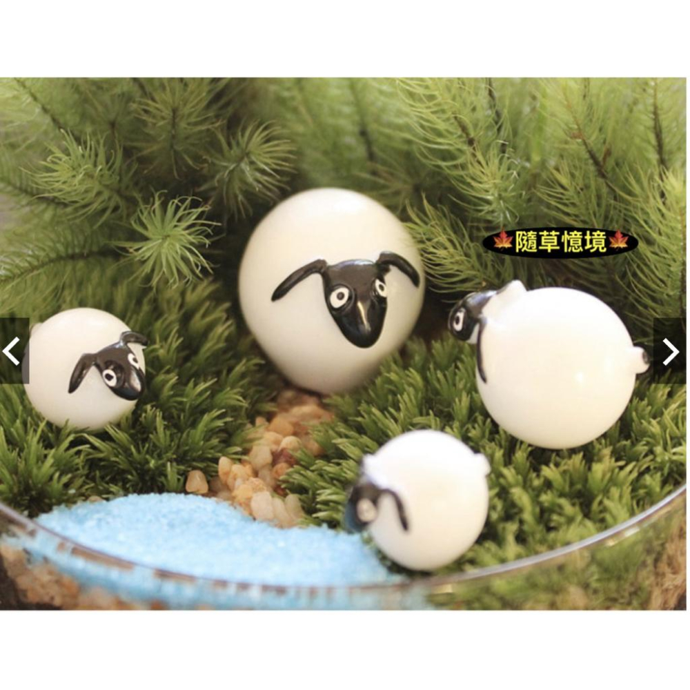 （一組3款式）樹脂 可愛版 肖恩 綿羊 公仔 羊 苔蘚微景觀多肉花盆 生態瓶裝飾擺件DIY材料-細節圖4