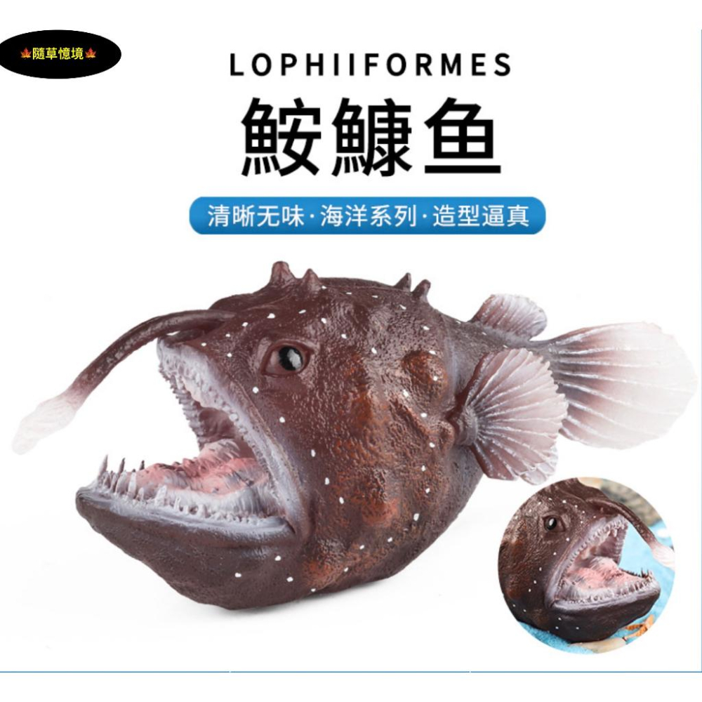 （高品質畫工）迷你仿真 鮟鱇魚 鮟鱇 深海魚 安康魚 老頭魚 琵琶魚 黑魔鬼 動物模型 野生動物 SPG-細節圖2