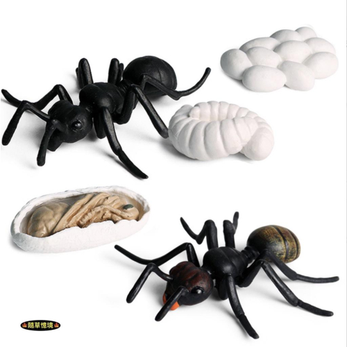 （多款高品質畫工）仿真 螞蟻 黑螞蟻 紅螞蟻 蟻 成長週期 動物模型 野生動物 兒童玩具 益智 公仔 SPG