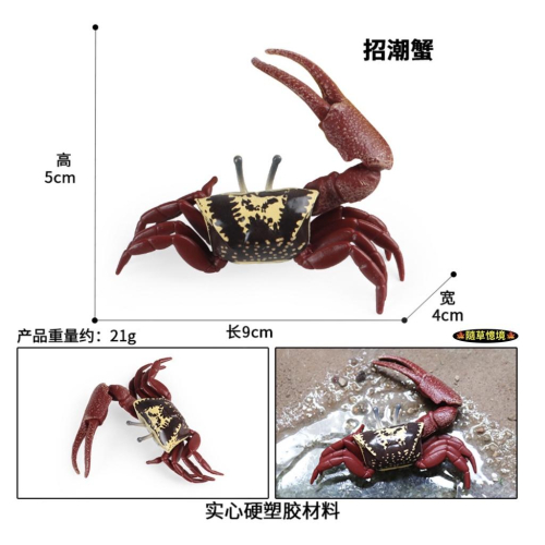 （實心高品質畫工）仿真 招潮蟹 螃蟹 海洋麵包蟹 蜘蛛蟹 動物模型 野生動物 兒童玩具 益智 公仔 SPG