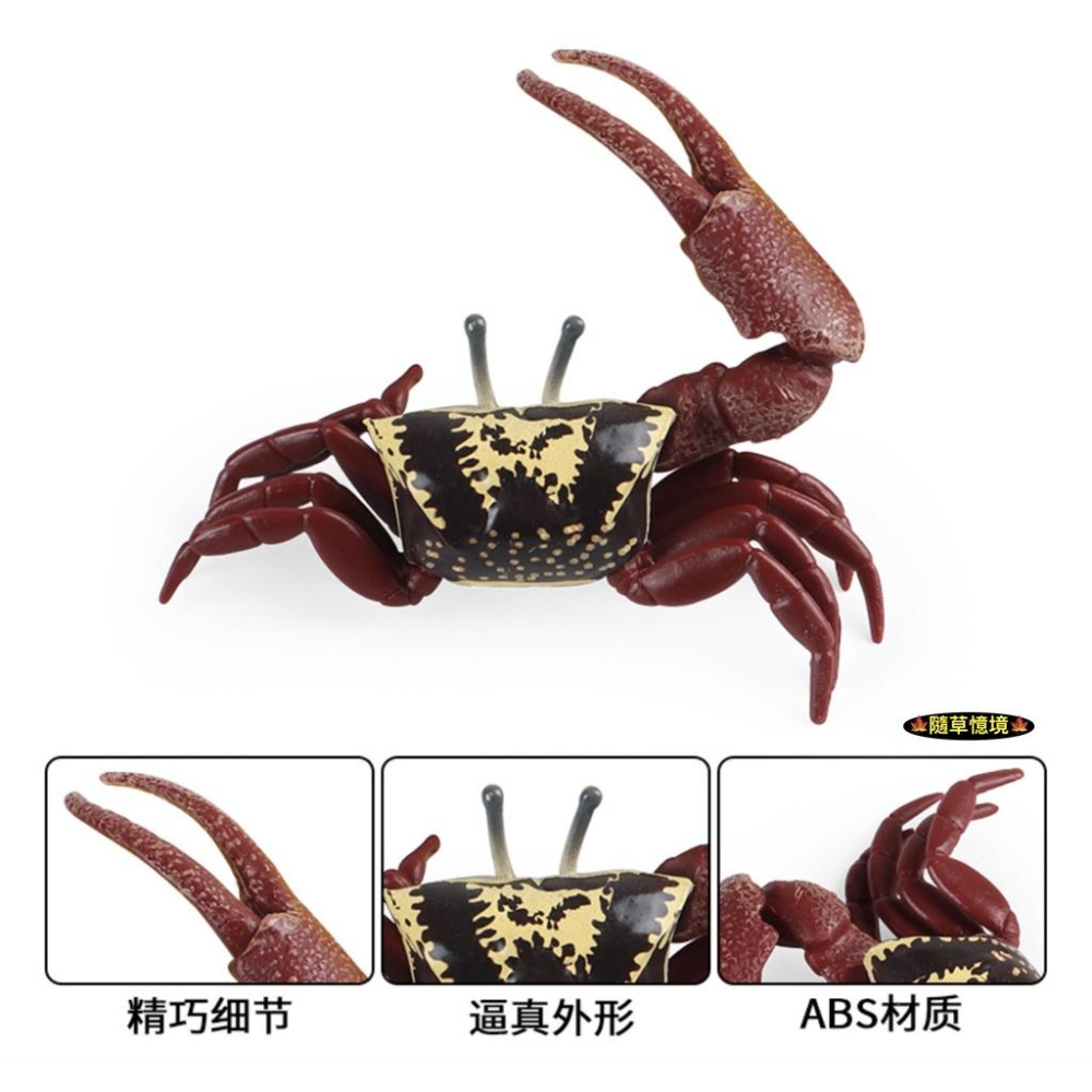（實心高品質畫工）仿真  招潮蟹 螃蟹 海洋麵包蟹 蜘蛛蟹 動物模型 野生動物 兒童玩具 益智 公仔 SPG-細節圖3
