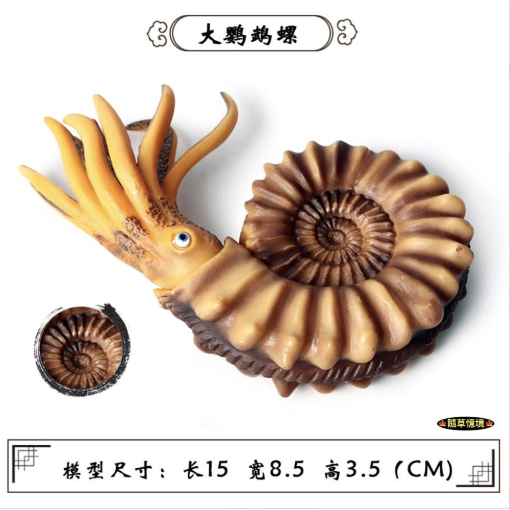 （高品質畫工）仿真 古生物 鸚鵡螺 海星 寄居蟹 海洋 動物模型 野生動物 兒童玩具 益智 公仔 SPG-細節圖3