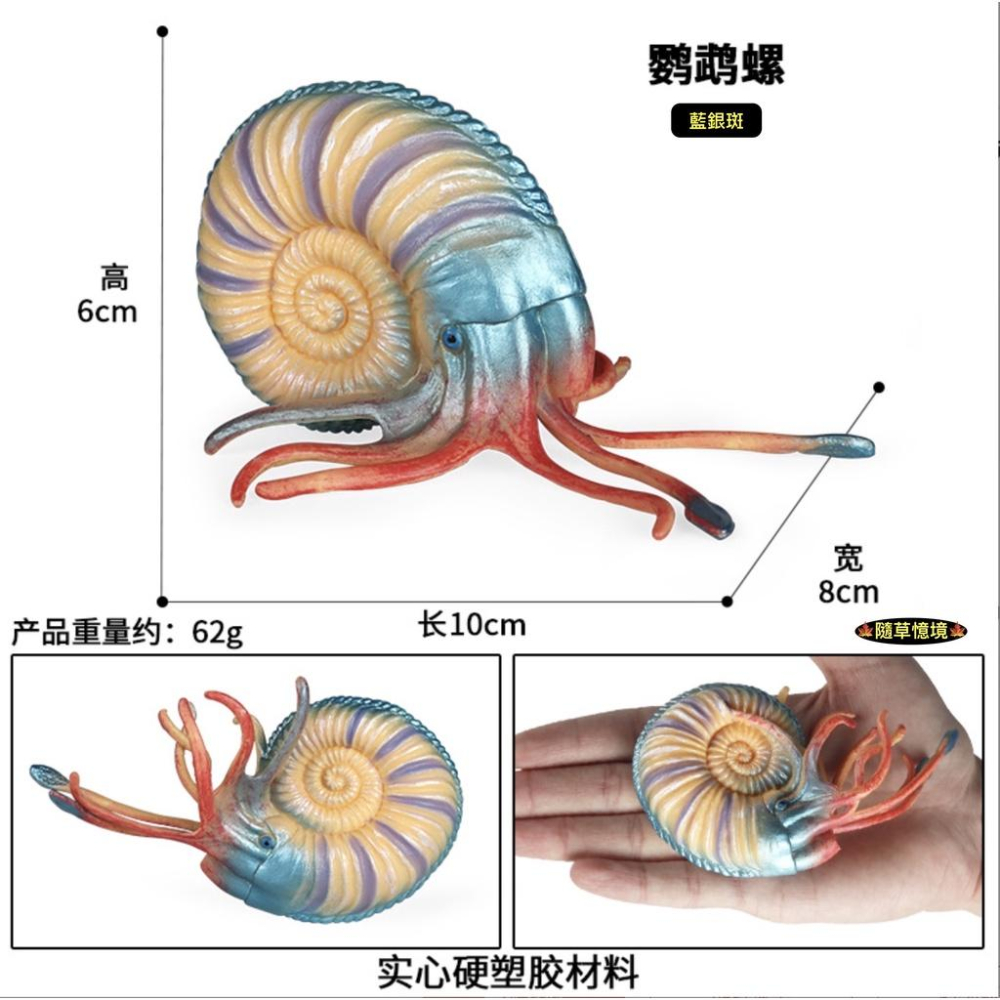 （高品質畫工）仿真 古生物 鸚鵡螺 海星 寄居蟹 海洋 動物模型 野生動物 兒童玩具 益智 公仔 SPG-細節圖4