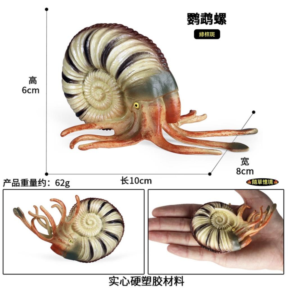 （高品質畫工）仿真 古生物 鸚鵡螺 海星 寄居蟹 海洋 動物模型 野生動物 兒童玩具 益智 公仔 SPG-細節圖5
