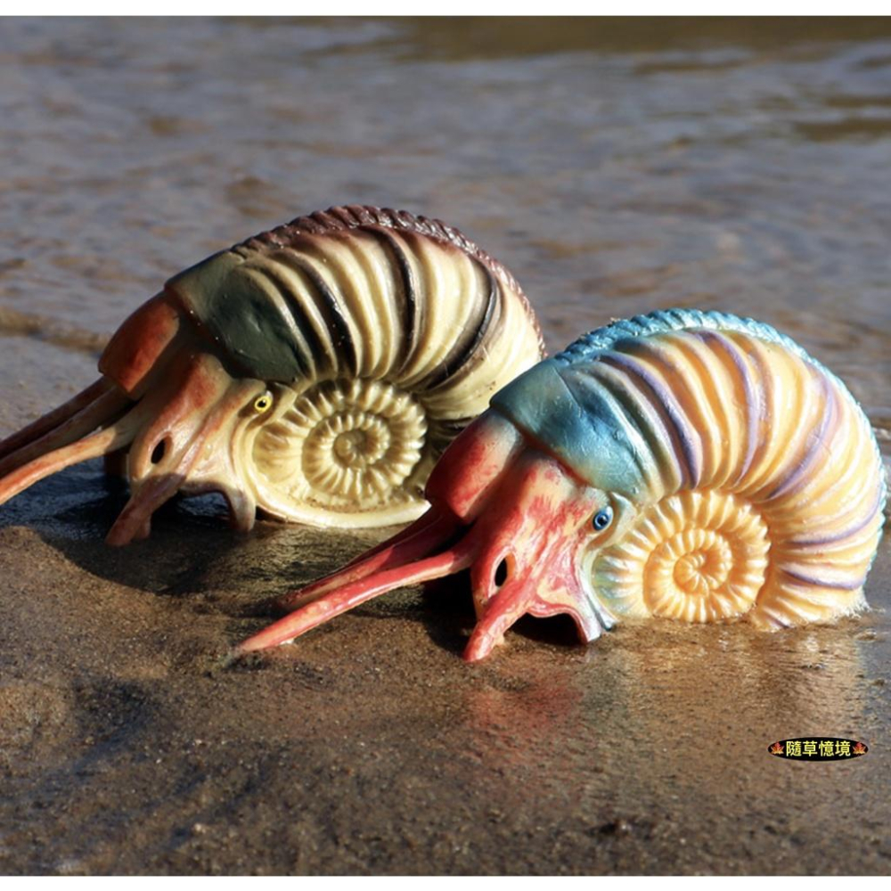 （高品質畫工）仿真 古生物 鸚鵡螺 海星 寄居蟹 海洋 動物模型 野生動物 兒童玩具 益智 公仔 SPG-細節圖7