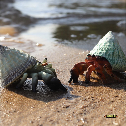 （高品質畫工小號）仿真 寄居蟹 螃蟹 貝殼蟹 三角貝殼 海底生物 動物模型 野生動物 兒童玩具 公仔 SPG
