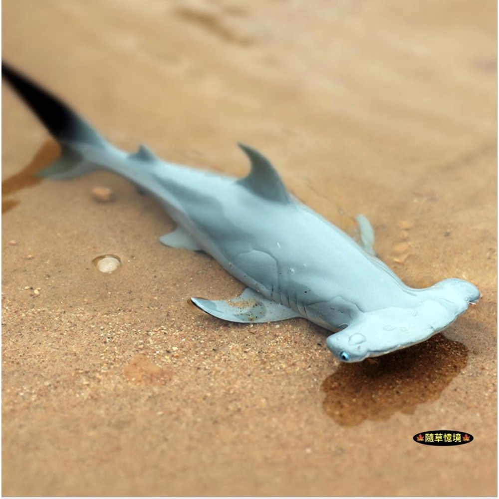 （高品質畫工）仿真 錘頭鯊 槌頭鯊 雙鬢鯊 鯊魚 海洋動物 模型 野生動物 兒童玩具 益智 公仔 SPG-細節圖4
