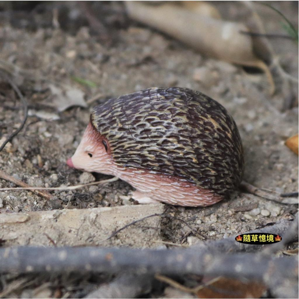 （實心超仿真）迷你仿真 刺蝟 刺猬 叢林 刺團蝟鼠 毛刺 偷瓜獾 動物模型 野生動物 兒童科教玩具益智 公仔 SPG-細節圖2