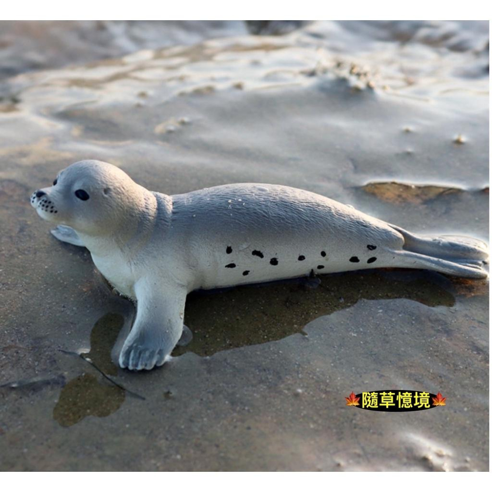 （高品質畫工）仿真 海豹 海底生物 海洋動物 早教 認知 動物模型 野生動物 兒童玩具 益智 公仔 SPG-細節圖6