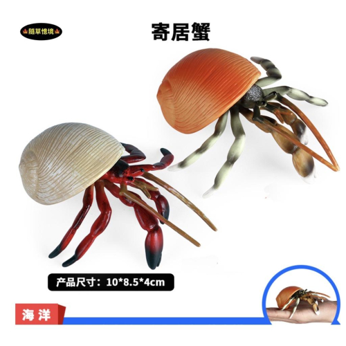 （高品質畫工小號）仿真 寄居蟹 螃蟹 貝殼蟹 實心 海底生物 動物模型 野生動物 兒童玩具 公仔 SPG