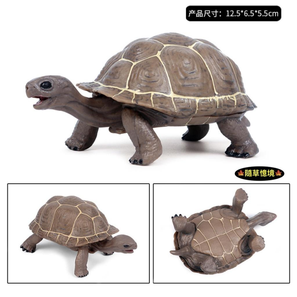 （12cm高品質畫工）仿真 象龜 烏龜 陸龜 龜 海底生物 動物模型 野生動物 兒童玩具 益智 公仔 SPG-細節圖3