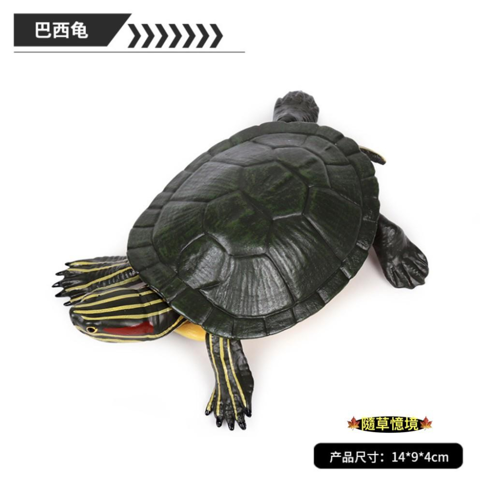 （高品質畫工）仿真 巴西龜 海洋动物 模型 龜 烏龜 動物模型 野生動物 兒童玩具 益智 SPG-細節圖2