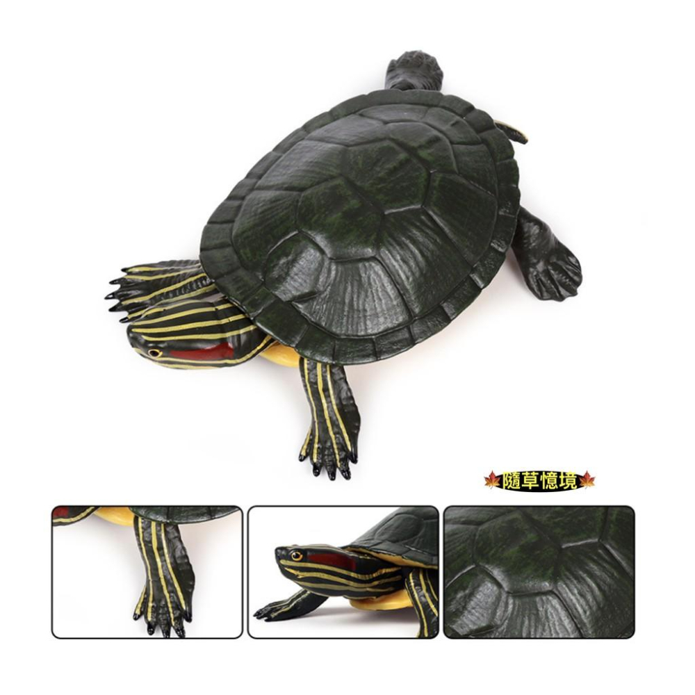 （高品質畫工）仿真 巴西龜 海洋动物 模型 龜 烏龜 動物模型 野生動物 兒童玩具 益智 SPG-細節圖3