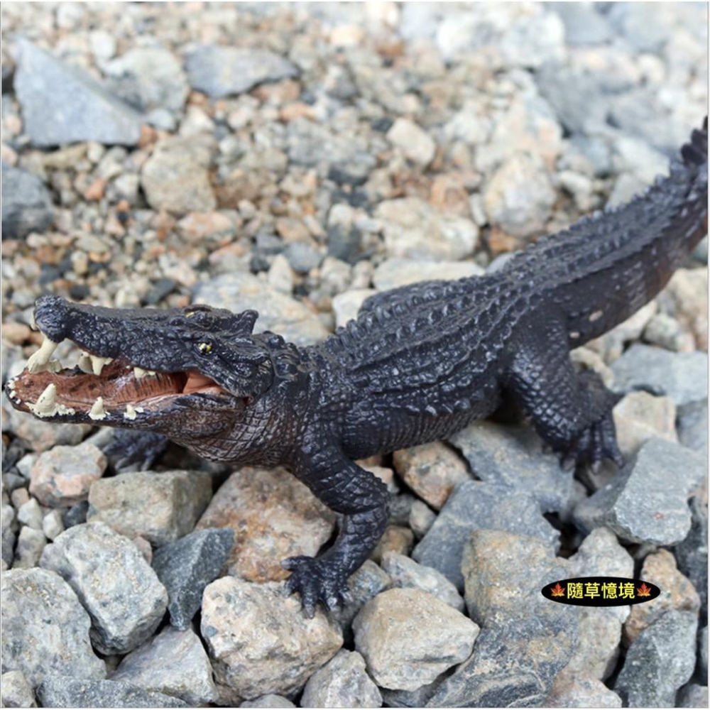 （大號可開嘴）極度仿真 野豬鰐 實心 鰐魚 鱷魚 巨鰐 猛獸 兩棲 動物模型 野生動物 兒童玩具 益智 公仔 SPG-細節圖5