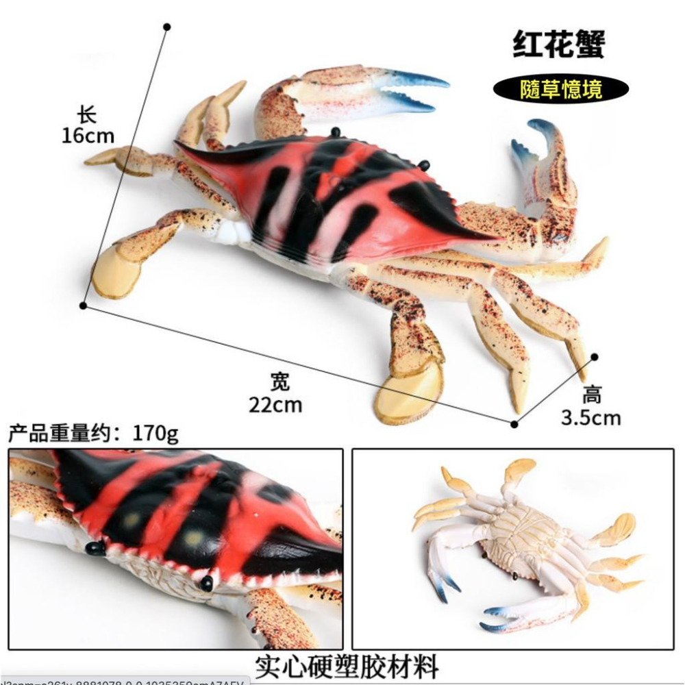 （大號）節肢動物 三點蟹 梭子蟹 海螃蟹 螃蟹 仿真 海洋動物 模型 野生動物 模型益智 SPG-細節圖2