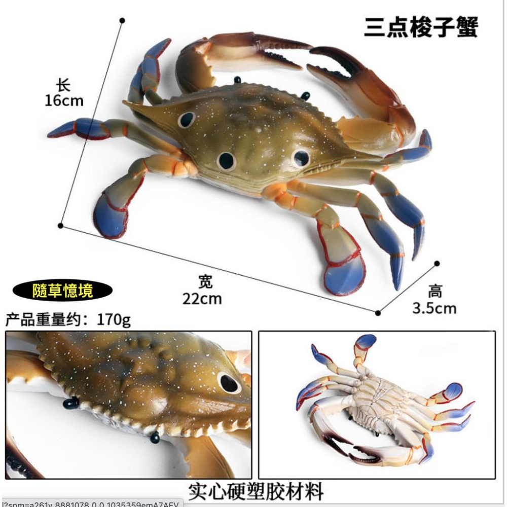 （大號）節肢動物 三點蟹 梭子蟹 海螃蟹 螃蟹 仿真 海洋動物 模型 野生動物 模型益智 SPG-細節圖3