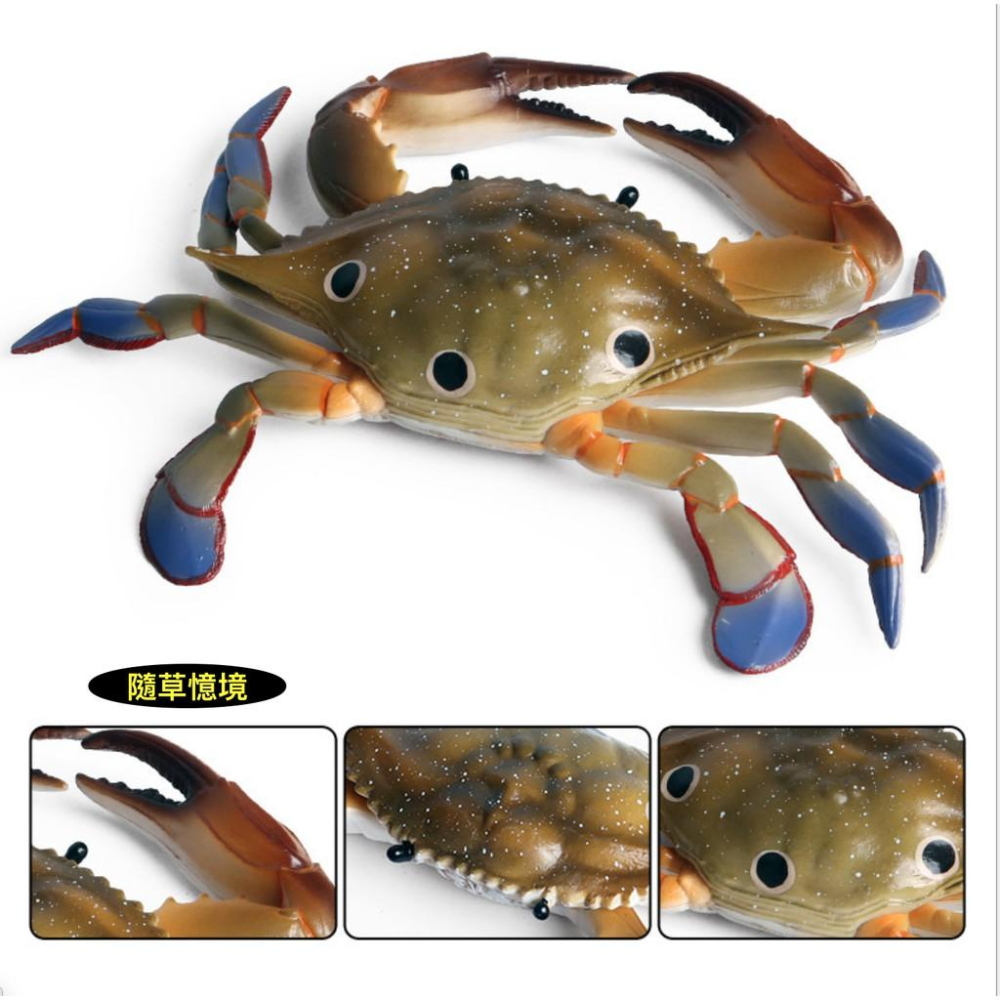 （大號）節肢動物 三點蟹 梭子蟹 海螃蟹 螃蟹 仿真 海洋動物 模型 野生動物 模型益智 SPG-細節圖4