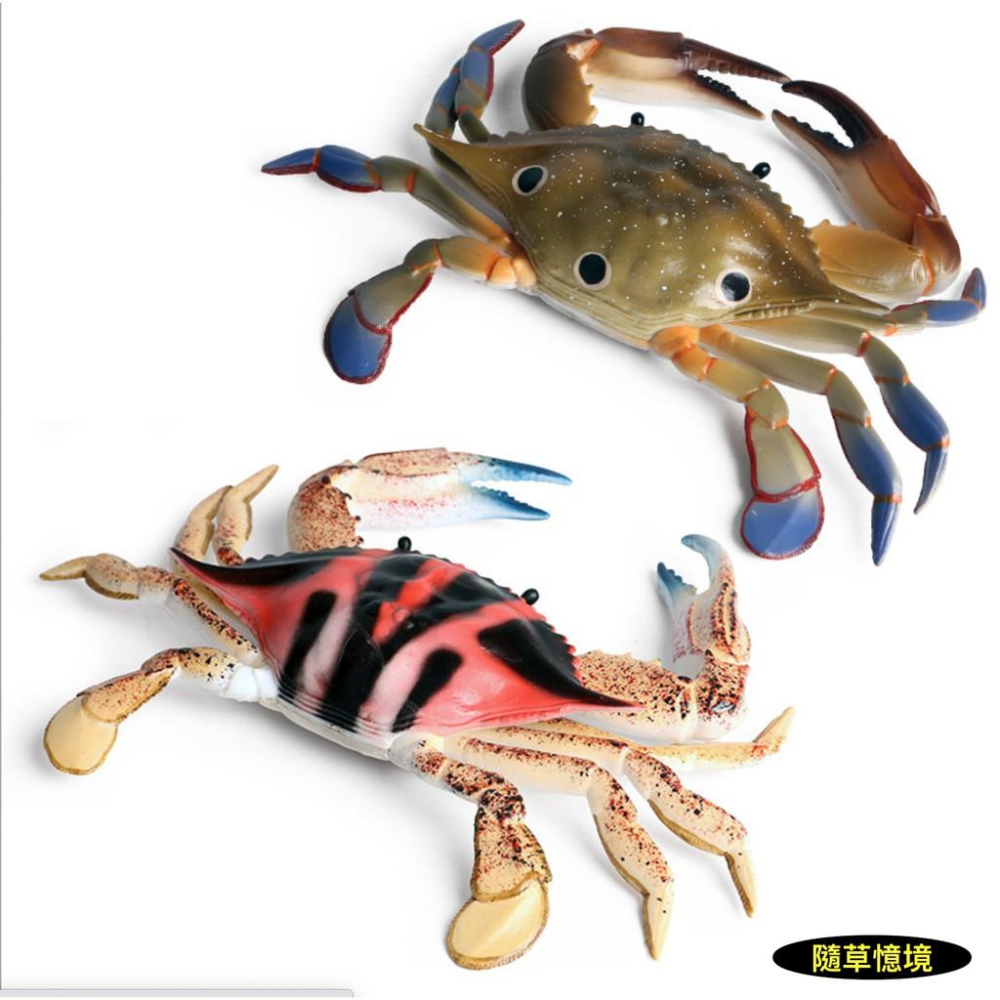 （大號）節肢動物 三點蟹 梭子蟹 海螃蟹 螃蟹 仿真 海洋動物 模型 野生動物 模型益智 SPG-細節圖5