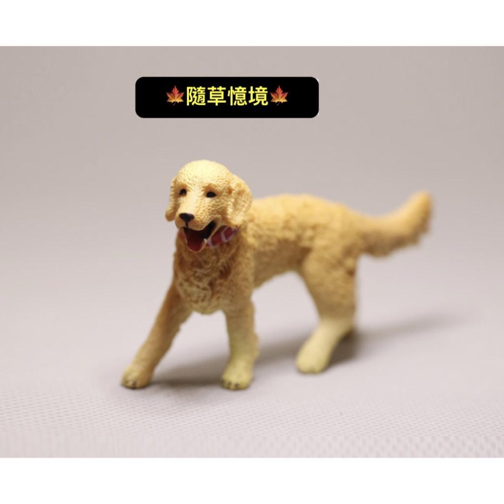 仿真動物 黃金獵犬 博納山地犬 金毛犬 小狗 小黃狗 大狗 名犬 動物模型 益智 玩具-細節圖3