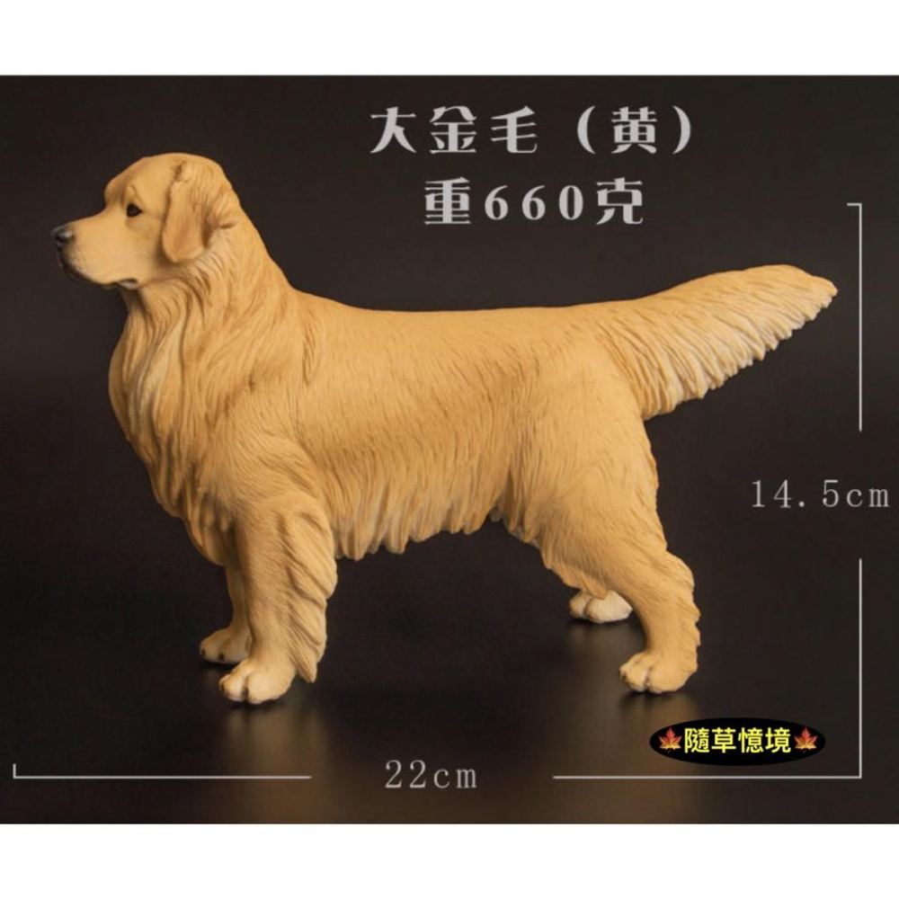 （3款大號實心高品質畫工）仿真 黃金獵犬 金毛 獵犬 導盲犬 小狗 狗狗 動物模型 野生動物 兒童玩具 益智 SPG-細節圖7
