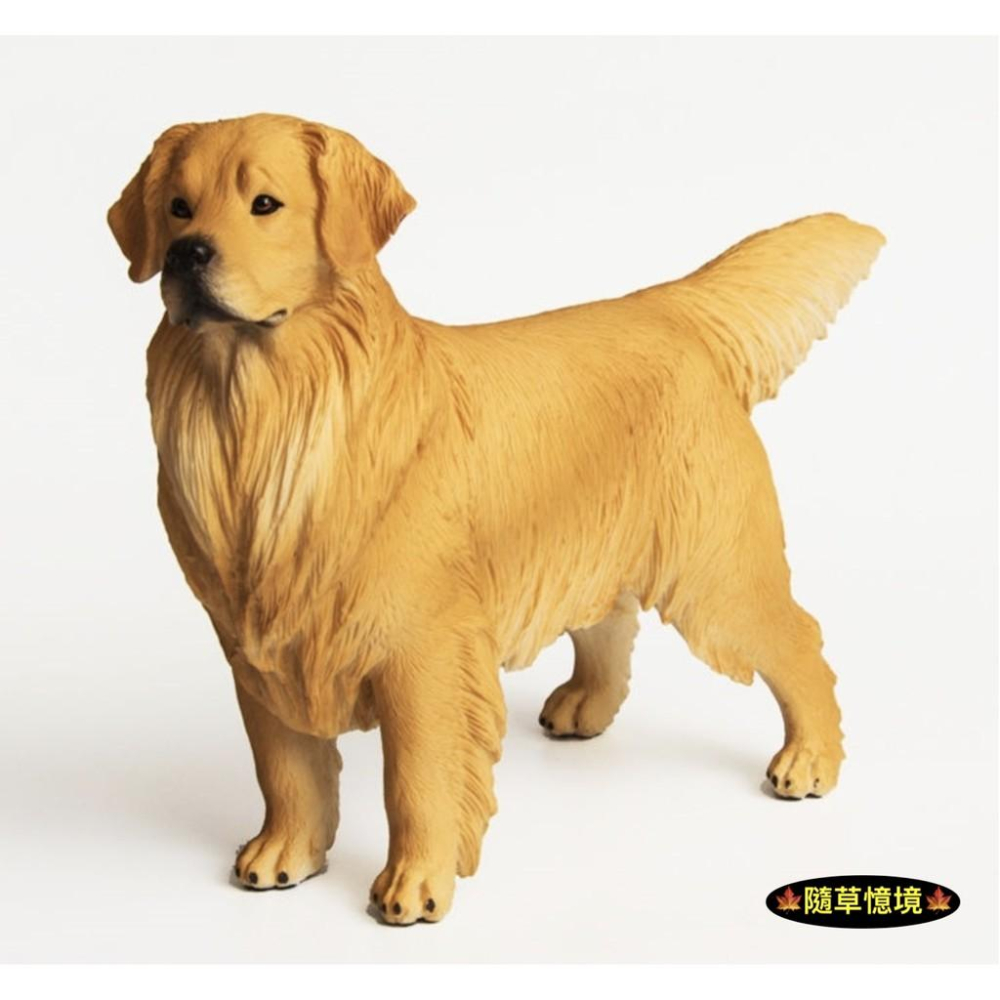 （3款大號實心高品質畫工）仿真 黃金獵犬 金毛 獵犬 導盲犬 小狗 狗狗 動物模型 野生動物 兒童玩具 益智 SPG-細節圖8
