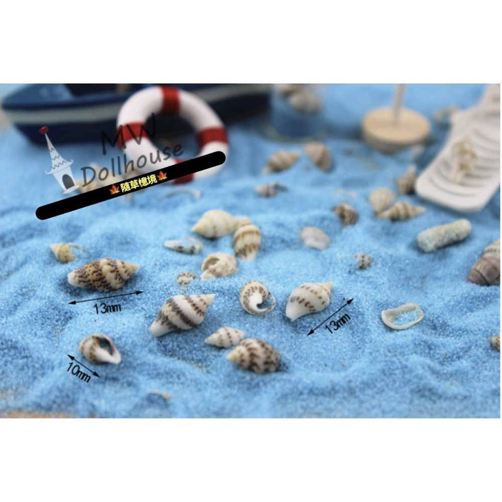 （超小號真海貝）迷你 螺貝殼 海貝殼 螺貝 貝殼  沙 貝類 貝殼沙 仿真 食玩 模型 微縮場景 微景模型 擺件-細節圖7