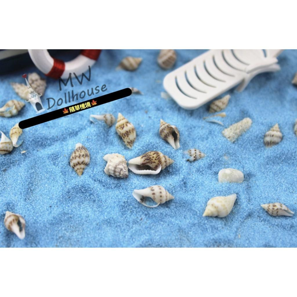 （超小號真海貝）迷你 螺貝殼 海貝殼 螺貝 貝殼  沙 貝類 貝殼沙 仿真 食玩 模型 微縮場景 微景模型 擺件-細節圖8