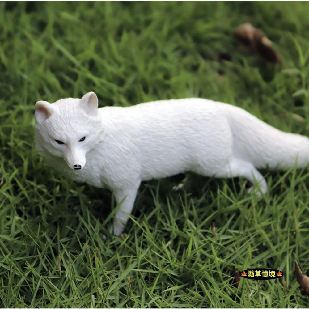 （2款高品質畫工）仿真 狐狸 大白狐 大紅狐 白狐狸 紅狐狸 動物模型 野生動物 兒童玩具 益智 SPG-細節圖5