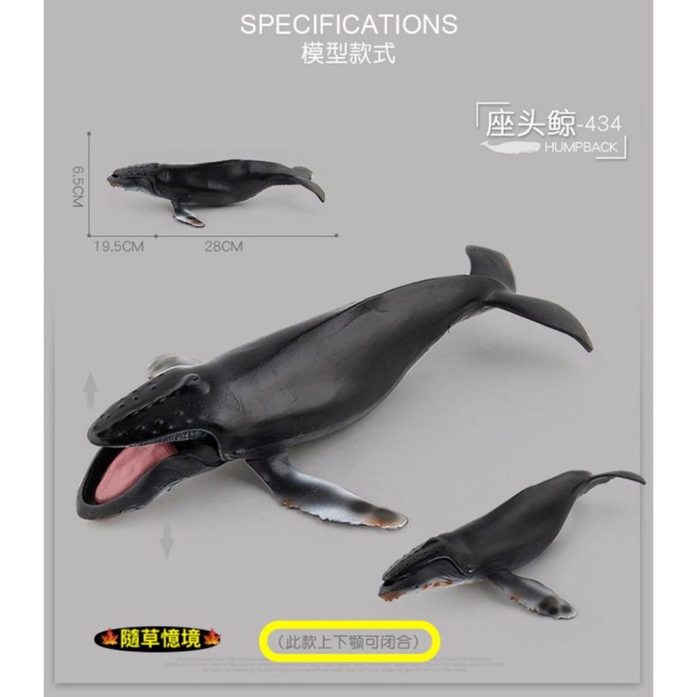 （28cm顎可開合）SPG 仿真 座頭鯨 大翅鯨 駝背鯨 鯨魚 海洋生物 動物模型 野生動物 兒童玩具 益智-細節圖2