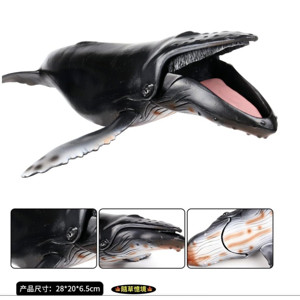 （28cm顎可開合）SPG 仿真 座頭鯨 大翅鯨 駝背鯨 鯨魚 海洋生物 動物模型 野生動物 兒童玩具 益智-細節圖3