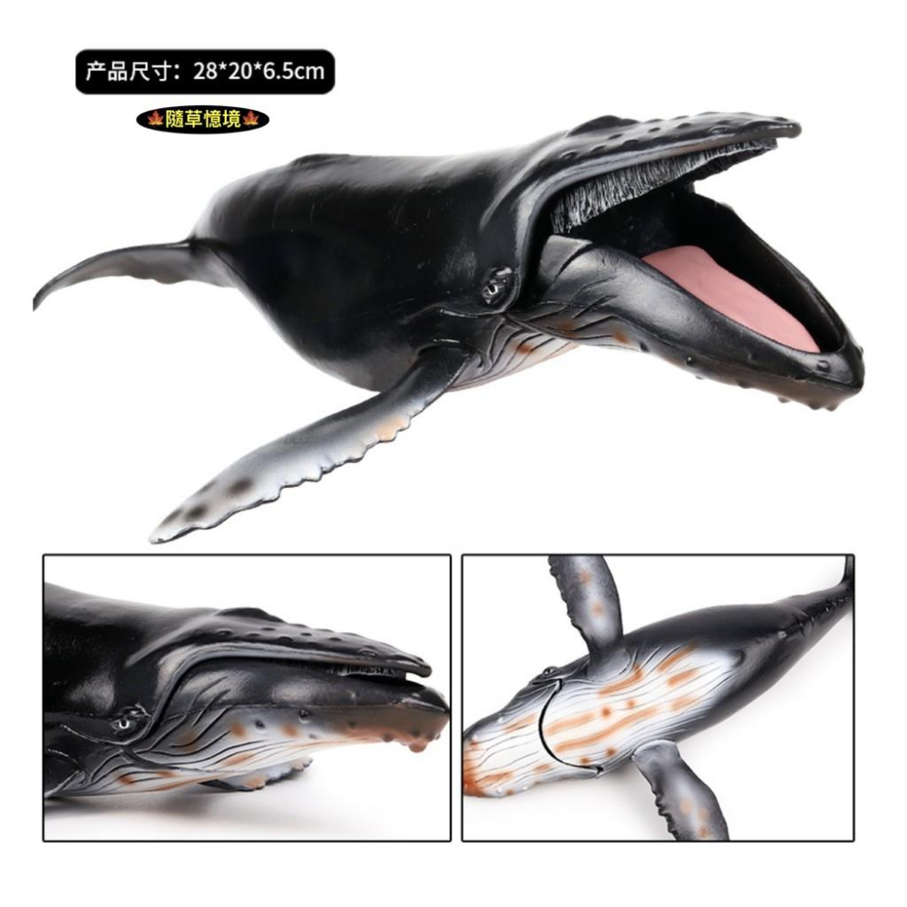 （28cm顎可開合）SPG 仿真 座頭鯨 大翅鯨 駝背鯨 鯨魚 海洋生物 動物模型 野生動物 兒童玩具 益智-細節圖5