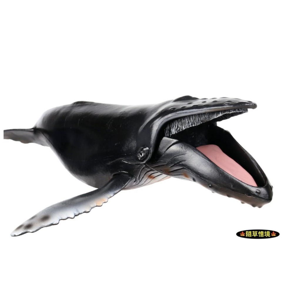 （28cm顎可開合）SPG 仿真 座頭鯨 大翅鯨 駝背鯨 鯨魚 海洋生物 動物模型 野生動物 兒童玩具 益智-細節圖7