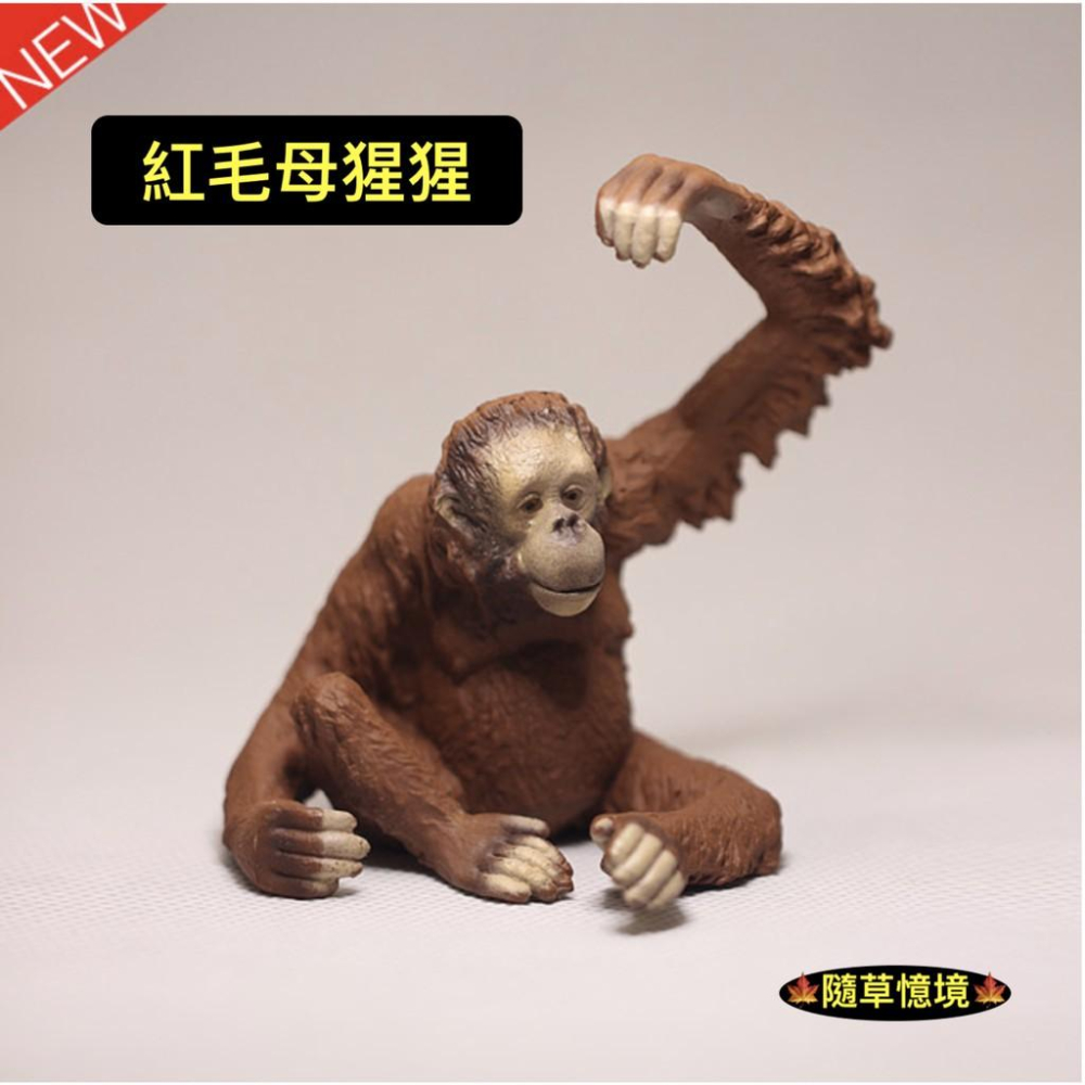 （全套5款）紅毛猩猩 猩猩 人猿 長臂猿 大猩猩 仿真 動物模型 野生動物 兒童 益智 玩具 模型 SPG-細節圖3
