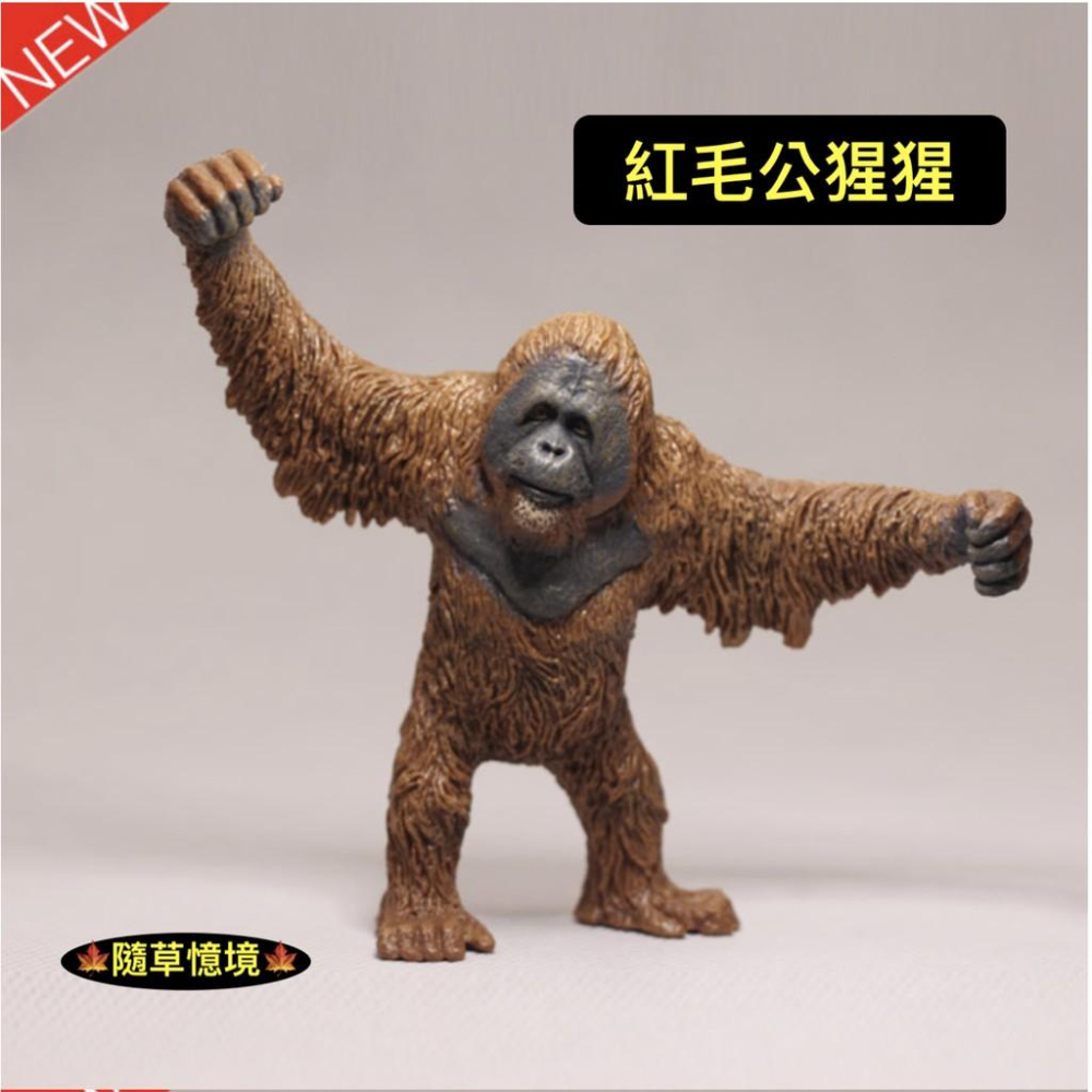 （全套5款）紅毛猩猩 猩猩 人猿 長臂猿 大猩猩 仿真 動物模型 野生動物 兒童 益智 玩具 模型 SPG-細節圖4