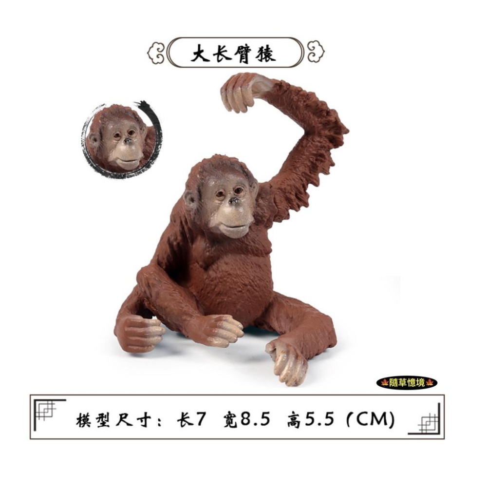 （全套5款）紅毛猩猩 猩猩 人猿 長臂猿 大猩猩 仿真 動物模型 野生動物 兒童 益智 玩具 模型 SPG-細節圖5