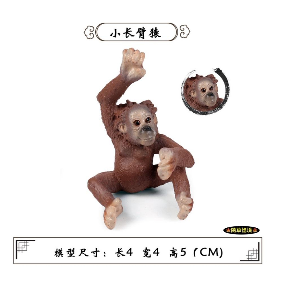 （全套5款）紅毛猩猩 猩猩 人猿 長臂猿 大猩猩 仿真 動物模型 野生動物 兒童 益智 玩具 模型 SPG-細節圖6