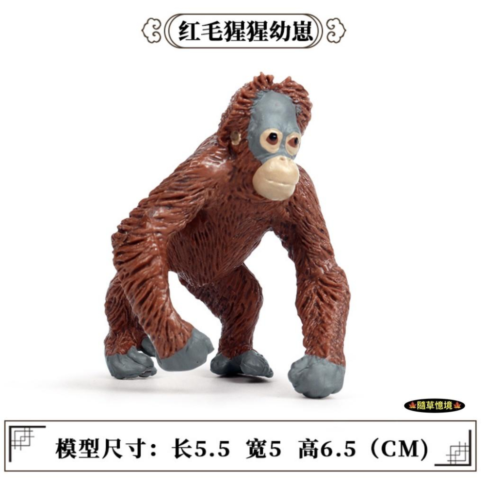 （全套5款）紅毛猩猩 猩猩 人猿 長臂猿 大猩猩 仿真 動物模型 野生動物 兒童 益智 玩具 模型 SPG-細節圖8