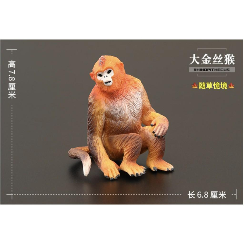 （高品質畫工）仿真 金絲猴 猴子 猴 靈長類 猿類 動物模型 野生動物 兒童玩具 益智 公仔 SPG-細節圖2