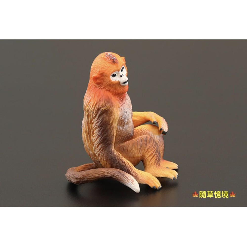 （高品質畫工）仿真 金絲猴 猴子 猴 靈長類 猿類 動物模型 野生動物 兒童玩具 益智 公仔 SPG-細節圖3